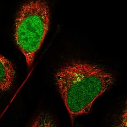 CCDC91 Antibody, Novus Biologicals:Antibodies:Primary Antibodies